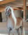Annuncio cavallo