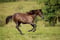 Horse ad