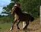 Annuncio cavallo