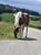 Horse ad