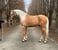 Horse ad