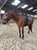 Horse ad