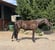 Horse ad