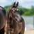 Annuncio cavallo