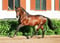 Horse ad