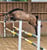 Horse ad