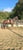 Annuncio cavallo
