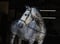Horse ad
