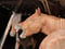 Horse ad