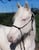 Annuncio cavallo