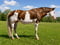 Anuncio de caballos