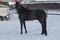 Horse ad