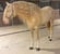 Horse ad