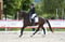 Annuncio cavallo