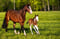 Annuncio cavallo
