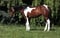 Horse ad
