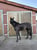 Horse ad