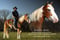 Horse ad