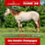 Annuncio cavallo