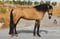 Horse ad