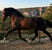 Horse ad