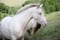 Annuncio cavallo