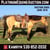 Annuncio cavallo