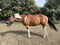 Annuncio cavallo