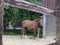 Pferdeinserat