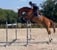 Annonce cheval