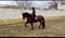 Horse ad