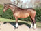 Horse ad