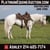 Horse ad