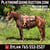 Anuncio de caballos