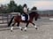 Annuncio cavallo
