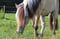 Horse ad