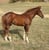 Annuncio cavallo