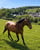 Horse ad