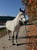 Annuncio cavallo