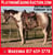 Horse ad