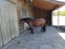 Horse ad