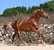 Horse ad