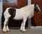 Annuncio cavallo
