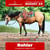 Paardadvertentie