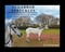 Horse ad