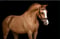 Horse ad