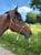 Annuncio cavallo