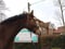 Annonce cheval