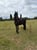 Annonce cheval