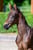 Annuncio cavallo